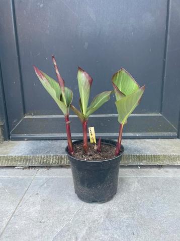 Canna Musafolia Peruviana beschikbaar voor biedingen