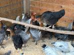 Legkippen alle kleuren, Dieren en Toebehoren, Pluimvee