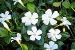 Bodembedekkers, Tuin en Terras, Planten | Tuinplanten, Ophalen of Verzenden, Vaste plant, Bodembedekkers