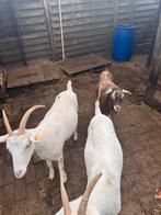 Twee drachtige Saanen geiten, Dieren en Toebehoren, Schapen, Geiten en Varkens, Meerdere dieren, Geit, 0 tot 2 jaar
