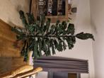 Kerstboom, Diversen, Ophalen, Nieuw