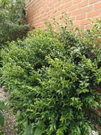 Sarcococca - winterbloeier - lekker geurend, Tuin en Terras, Planten | Tuinplanten, Vaste plant, Halfschaduw, Winter, Ophalen