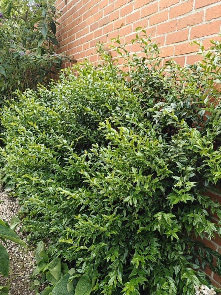 Sarcococca - winterbloeier - lekker geurend, Tuin en Terras, Planten | Tuinplanten, Vaste plant, Overige soorten, Halfschaduw