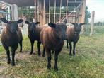 4 lammeren, Dieren en Toebehoren, Schapen, Geiten en Varkens, Meerdere dieren, Schaap, 0 tot 2 jaar