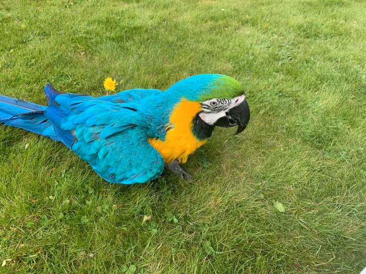 Blauw gele ara, Verzamelen, Supermarktacties, Ophalen