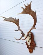 Groot Hongaars DAMHERT GEWEI op bewerkt houten schild (sdb), Verzamelen, Dierenverzamelingen, Ophalen, Zo goed als nieuw, Hert