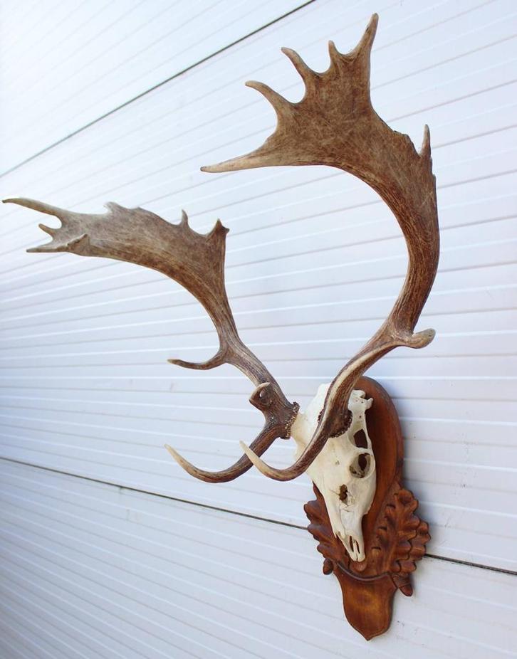 Groot Hongaars DAMHERT GEWEI op bewerkt houten schild (sdb), Verzamelen, Dierenverzamelingen, Zo goed als nieuw, Gewei of Kop