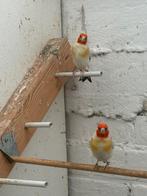 Distelvinken/putters te koop