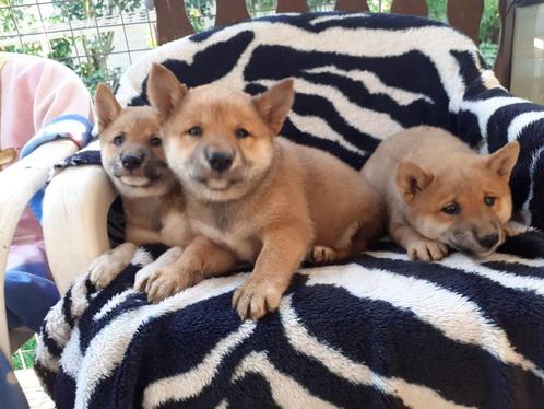 Shiba inu pups, Dieren en Toebehoren, Honden | Poolhonden, Keeshonden en Oertypen, Teef, Overige rassen, Fokker | Professioneel