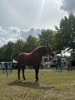 Super brave D Pony, Dieren en Toebehoren, Merrie