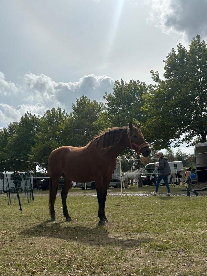 Super brave D Pony, Dieren en Toebehoren, Paarden, Merrie