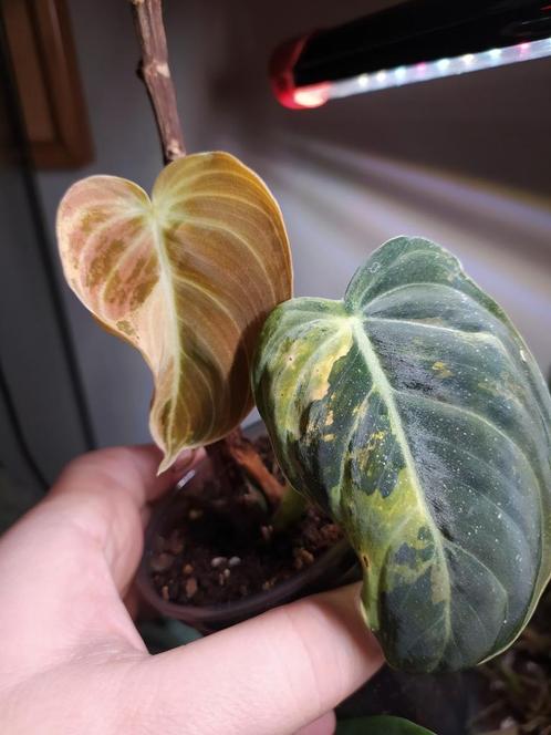 Philodendron melanochrysum variegata, Huis en Inrichting, Kamerplanten, Ophalen of Verzenden
