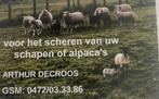 Scheren en klauw verzorging van schapen geiten en alpaca’s