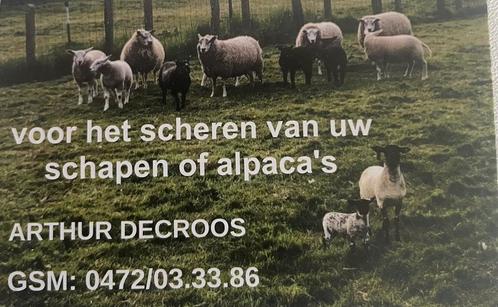Scheren en klauw verzorging van schapen geiten en alpaca’s, Animaux & Accessoires, Moutons, Chèvres & Cochons