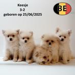 Schattige Kleine Keesje-puppy’s te koop, Dieren en Toebehoren, België, Keeshond, Handelaar, CDV (hondenziekte)