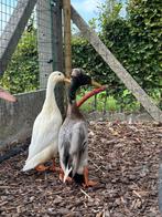 Indische loopeend woerd met kuif, Dieren en Toebehoren, Pluimvee, Mannelijk, Eend