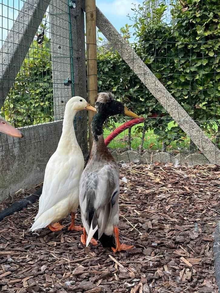 Indische loopeend woerd met kuif, Dieren en Toebehoren, Pluimvee, Eend, Mannelijk