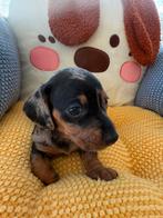 Dwergteckel teefje, Dieren en Toebehoren, Honden | Teckels en Dashonden, België, CDV (hondenziekte), 8 tot 15 weken, Korthaar
