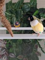 Koppel gouldamadines, Dieren en Toebehoren, Vogels | Overige Vogels, Meerdere dieren, Tropenvogel, Geringd