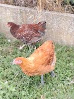 Koppel wyandotte, Dieren en Toebehoren, Pluimvee