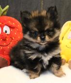 Chiots Pomchi, Plusieurs, Chihuahua, Hépatite contagieuse (maladie de Rubarth), Belgique