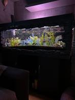 Aquarium +meubel, Dieren en Toebehoren, Vissen | Aquaria en Toebehoren, Ophalen, Gebruikt