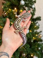 Gem snow luipaardgekko kweekvrouw, Dieren en Toebehoren, Hagedis, Tam, 3 tot 6 jaar