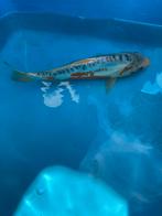 Koi, Animaux & Accessoires, Poissons | Poissons d'étang