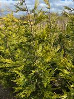 Cup leylandii caslewellan gold, Tuin en Terras, Planten | Struiken en Hagen, Ophalen of Verzenden, Haag