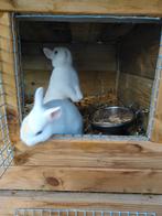 Kleurdwerg konijntjes, Dieren en Toebehoren, Konijnen, Dwerg