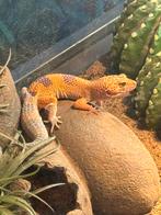 Luizardgekko’s, Hagedis, 3 tot 6 jaar