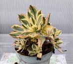 Aeonium marnier lapostolle, Ophalen of Verzenden