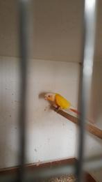 Lutino pyrrhura, Dieren en Toebehoren