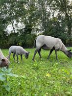 Jonge schapen, Meerdere dieren, Schaap, 0 tot 2 jaar
