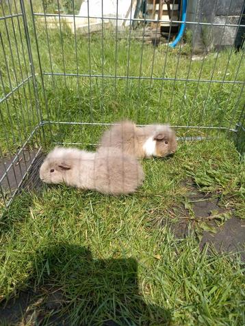 Koppel beren op zoek naar nieuwe thuis. beschikbaar voor biedingen
