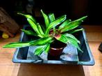 Plantes pour terrarium tropical., Ophalen, Tak, Plant, Rots of Steen