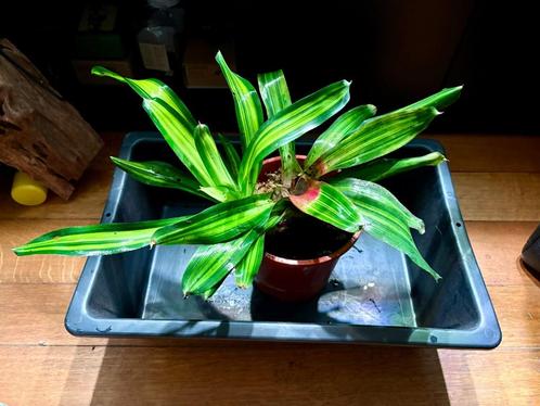 Plantes pour terrarium tropical., Dieren en Toebehoren, Reptielen en Amfibieën | Toebehoren, Tak, Plant, Rots of Steen, Ophalen