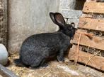 Vlaamse reus, Dieren en Toebehoren, Konijnen, Vrouwelijk