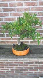 Bonsai Pyracantha, Ophalen