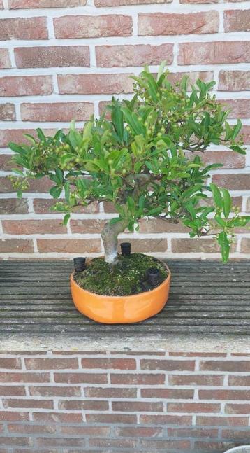 Bonsai Pyracantha beschikbaar voor biedingen
