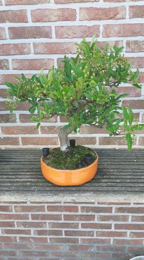 Bonsai Pyracantha, Tuin en Terras, Planten | Bomen, Ophalen
