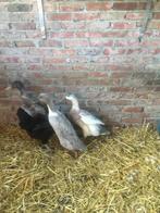 3 jonge eenden/ slakkeneters te koop, Dieren en Toebehoren, Eend