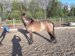 Talentvolle Springpony, Gechipt, C pony (1.27m tot 1.37m), Onbeleerd, Hengst