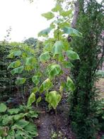 Catalpa boompjes 5€., Ophalen
