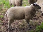 Ram Kruising Bleu du maine, Mannelijk, Schaap, 0 tot 2 jaar