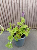 Grote pot Salvia verticilata, Ophalen of Verzenden