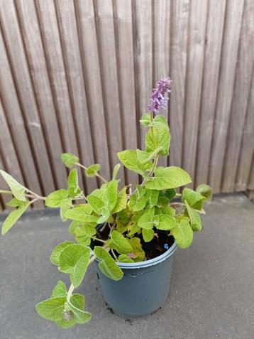Grote pot Salvia verticilata