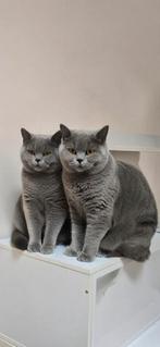 Britsekorthaar stamboom, Plusieurs animaux, Vacciné, 0 à 2 ans