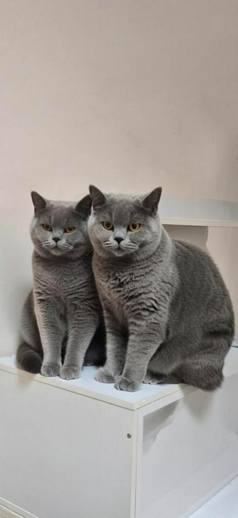 Britsekorthaar stamboom, Animaux & Accessoires, Chats & Chatons | Chats de race | Poil ras, Plusieurs animaux, 0 à 2 ans, Vacciné