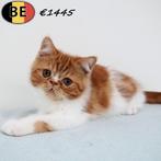 Exotic Shorthair - kittens te koop (Belgisch), Dieren en Toebehoren, Meerdere dieren, Gechipt, 0 tot 2 jaar